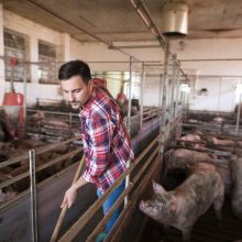 Kiaulių augintojams skirta parama pabrangusių pašarų kainų skirtumui padengti