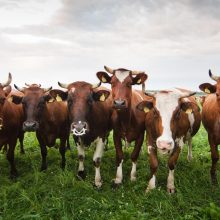 Mėsinių galvijų augintojai: dėl pašarų sunku konkuruoti su lenkais ir skandinavais