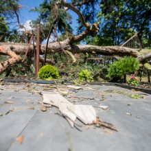 Iki tragedijos – vienas žingsnis: prie kapinių vėjo neatlaikė pušis