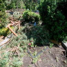 Iki tragedijos – vienas žingsnis: prie kapinių vėjo neatlaikė pušis