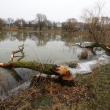 Malūno tvenkinyje – bebrų puota