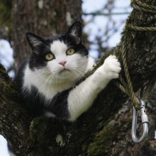 Dėl negyvo katino – gyvūnų globėjų mūšis