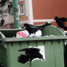 Šventiniu laikotarpiu skundų dėl šiukšlių išvežimo beveik nesulaukta