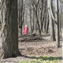 Draugystės parke Klaipėdoje – užsilikusios medžių šakos