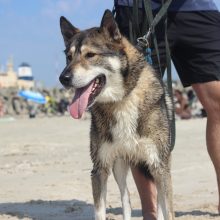 Minint Tarptautinę beglobių gyvūnų dieną – keturkojų žygis Smiltynėje