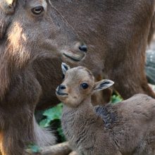 Zoologijos sode Kaune – maži stebuklai