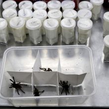 Filipinuose konfiskuota daugiau nei 750 vorų paukštėdų siunta
