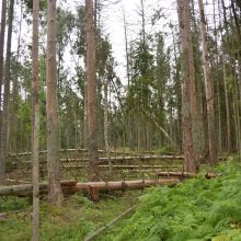 Miškininkai gelbės spygliuočių medynus nuo medžių kamienų kenkėjo