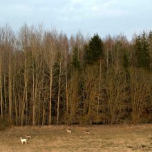 Danielių būryje užfiksavo baltą atžalą