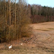 Danielių būryje užfiksavo baltą atžalą