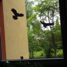 Žaliakalnio gyventojai sunerimę: į langus daužosi paukščiai