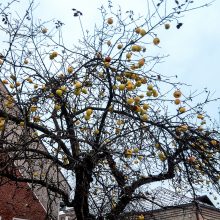 Gruodžio viduryje kauniečius stebina gausiai vaisiais apkibusi obelis