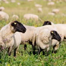 Joniškio rajono gyventojas turės sumokėti žalą už avių nuniokotus šimtamečius uosius