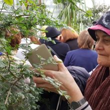 Advento akcentas – Biblijos augalų paroda VDU Botanikos sode
