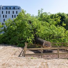 Ąžuolą Vilniaus centre nupjovusiai įmonei nesumokėjus baudos, AAD ketina kreiptis į teismą