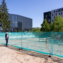 Ąžuolą Vilniaus centre nupjovusiai įmonei nesumokėjus baudos, AAD ketina kreiptis į teismą