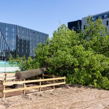 Ąžuolą Vilniaus centre nupjovusiai įmonei nesumokėjus baudos, AAD ketina kreiptis į teismą