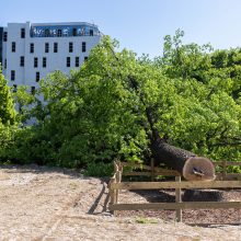 Ąžuolą Vilniaus centre nupjovusiai įmonei nesumokėjus baudos, AAD ketina kreiptis į teismą