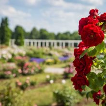 Didžiausias Lietuvoje rožynas pasiekė žydėjimo piką