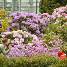 Botanikos sodas sukvietė į tarptautinę žavėjimosi augalais šventę