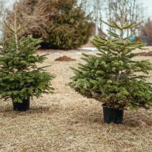 Kaip išsirinkti ir išsaugoti eglutę Kalėdų miškui?
