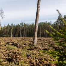 Dėl „Rail Baltica“ tiesimo Seimas leido kirsti miškus, įrengti laikinus kelius