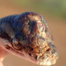 Australijoje rasta gyvatė su trimis akimis