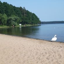 Kauno marių paplūdimio poilsiautojus stebina drąsi gulbė
