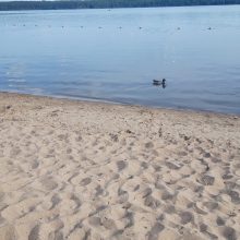 Kauno marių paplūdimio poilsiautojus stebina drąsi gulbė