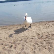 Kauno marių paplūdimio poilsiautojus stebina drąsi gulbė