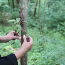 Panemunė surengė puotą miško gurmanams: buvo sužavėti net jos senbuviai