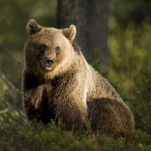 Lokys prasibrovė į kepyklą ir pavogė 60 keksų