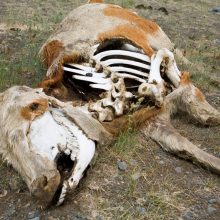 Laukuose gyvūnų lavonėlius užkasusi ūkininkė: buvo duobikė, tai ir išpyliau