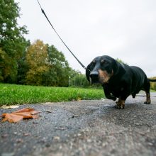 Kaune pradedamas rekonstruoti dar vienas parkas