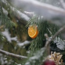 Kalėdines dovanas išvyniojo ir zoologijos sodo gyvūnai