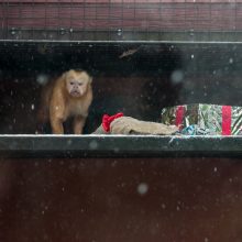 Kalėdines dovanas išvyniojo ir zoologijos sodo gyvūnai