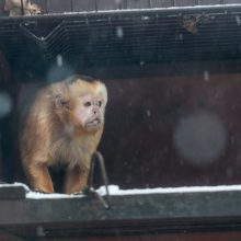 Kalėdines dovanas išvyniojo ir zoologijos sodo gyvūnai