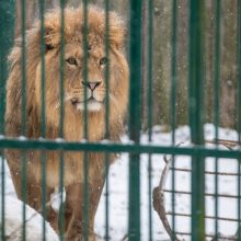 Kalėdines dovanas išvyniojo ir zoologijos sodo gyvūnai