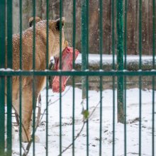 Kalėdines dovanas išvyniojo ir zoologijos sodo gyvūnai