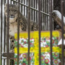 Kalėdines dovanas išvyniojo ir zoologijos sodo gyvūnai