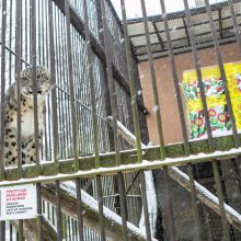 Kalėdines dovanas išvyniojo ir zoologijos sodo gyvūnai