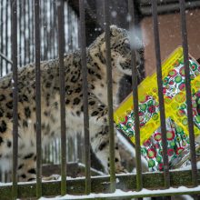 Kalėdines dovanas išvyniojo ir zoologijos sodo gyvūnai