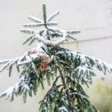 Kalėdines dovanas išvyniojo ir zoologijos sodo gyvūnai