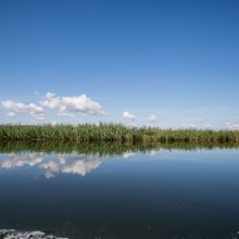 Kauno marių saloje robinzonai valgė kirmėles