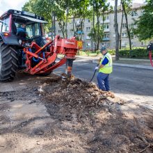 Konfliktas dėl medžių Kaune – su provokacijos elementais