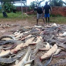 Minios kerštas: žmonės nugalabijo 300 šimtus krokodilų