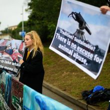 Banginių medžiotojų pergalė: Atlanto banginių draustinio nebus