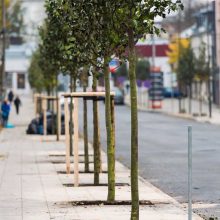 Nauji medžiai papuošė dar vieną Kauno gatvę