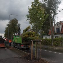 Kauną pasiekė pirmieji liepų sodinukai