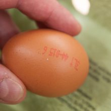Skambina pavojaus varpais: prekybos centre – kiaušiniai su lervomis